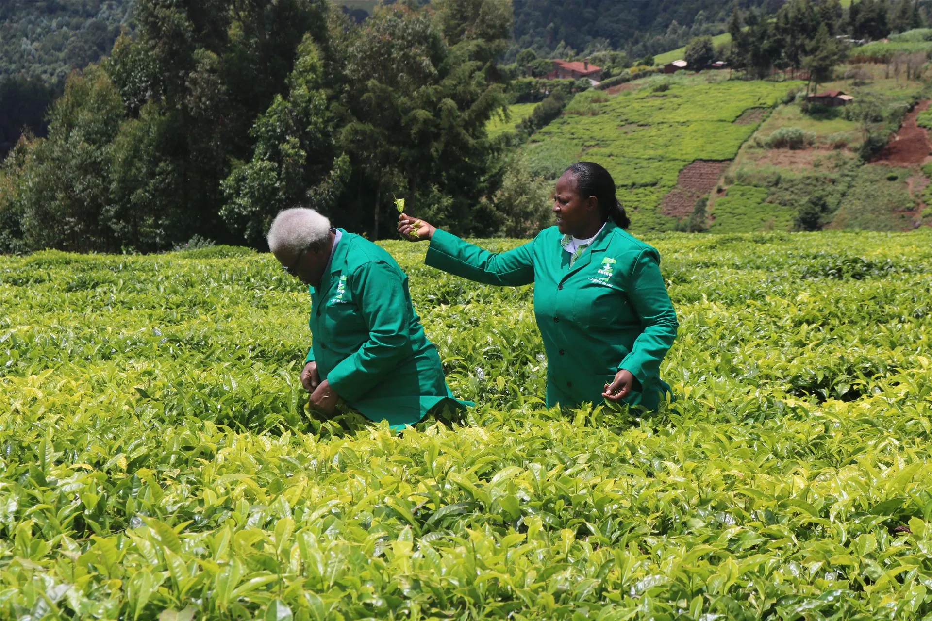 Tai Sacco staff among tea farmers in Kiambu